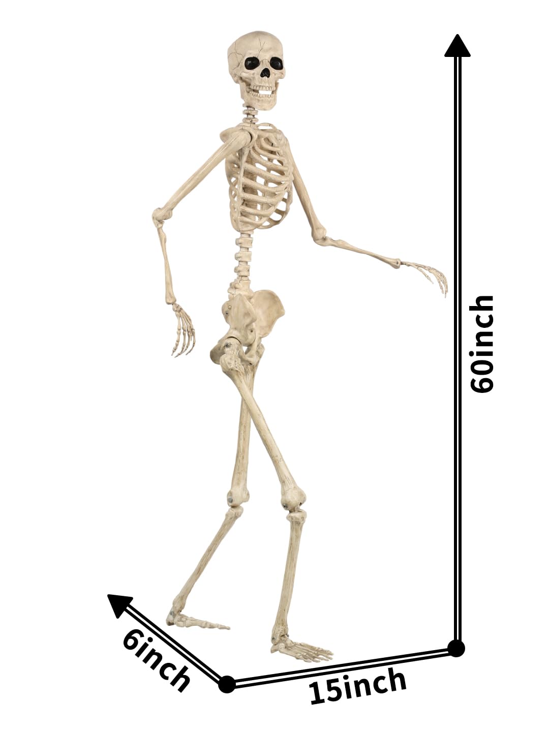 5FT Life Size Posable Skeleton F36192