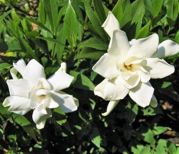 Frost Proof Gardenia 2 Gallon Pot Live Plant I89683