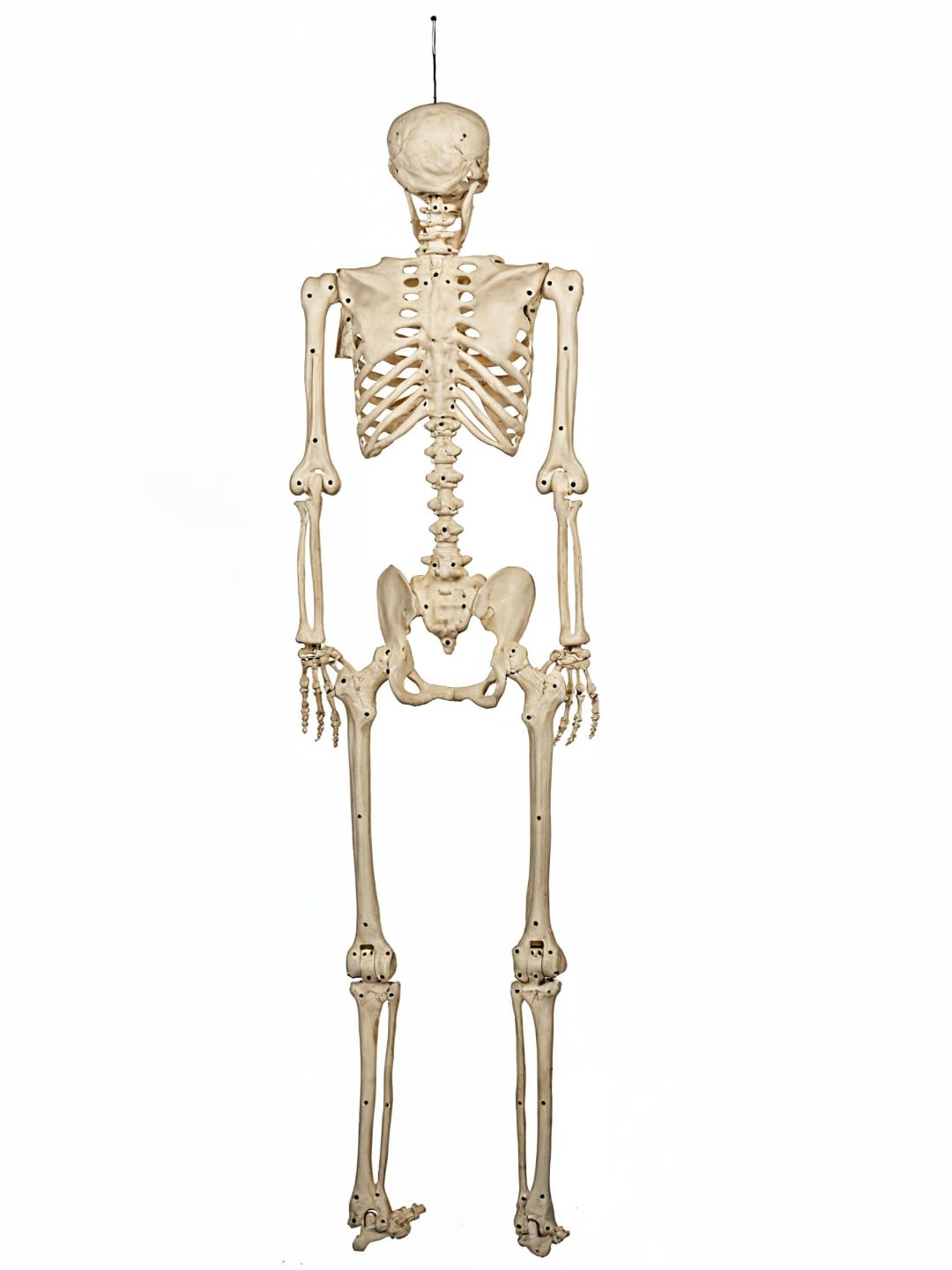 5FT Life Size Posable Skeleton F36192
