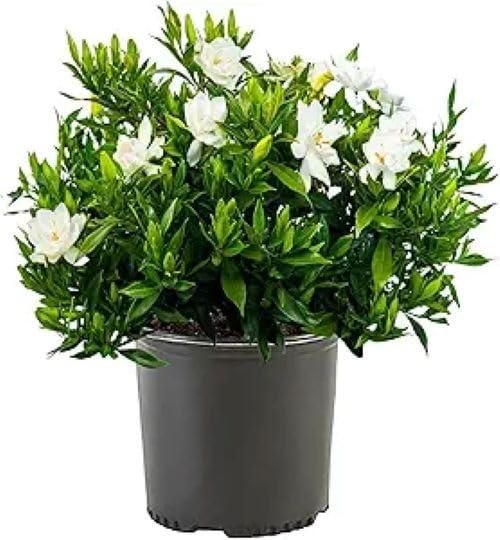 Frost Proof Gardenia 2 Gallon Pot Live Plant I89683