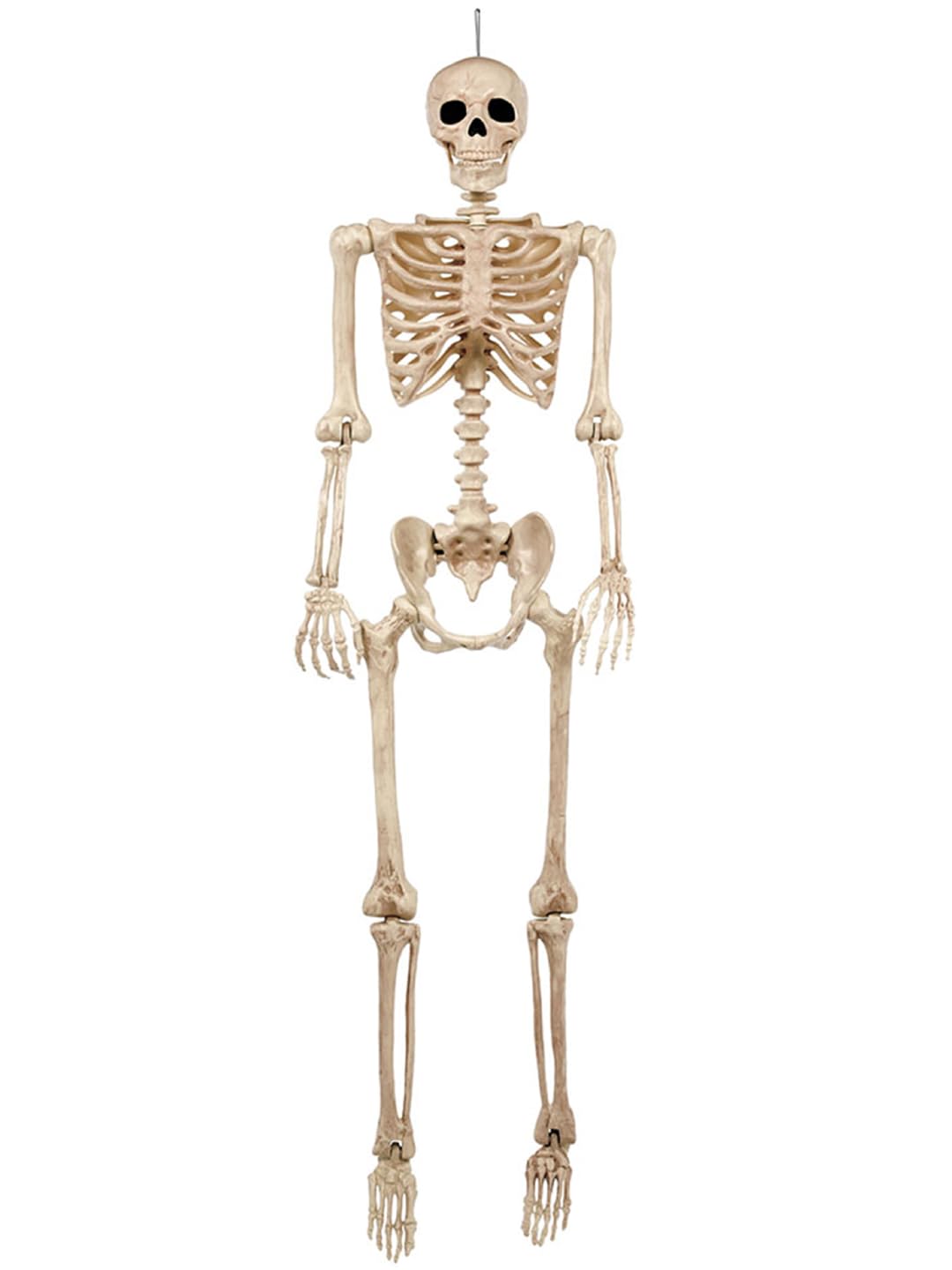 5FT Life Size Posable Skeleton F36192
