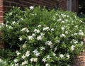 Frost Proof Gardenia 2 Gallon Pot Live Plant I89683