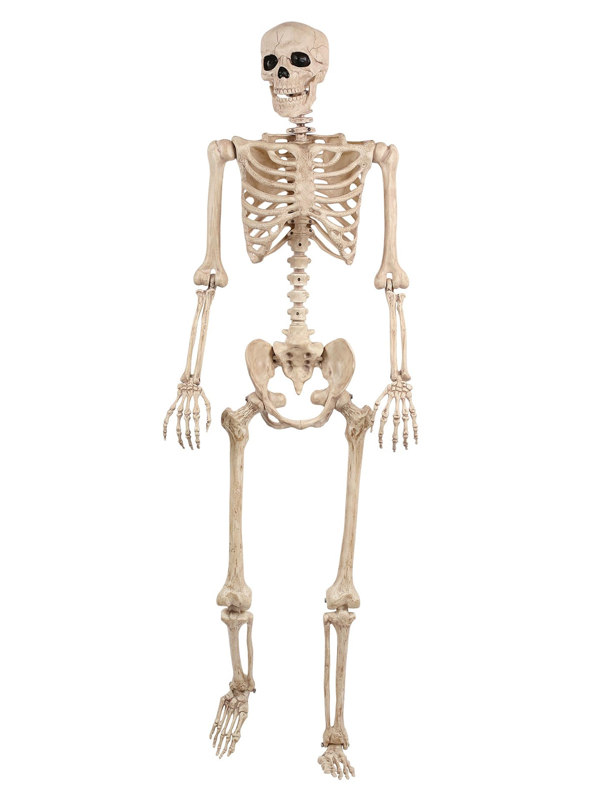 5FT Life Size Posable Skeleton F36192