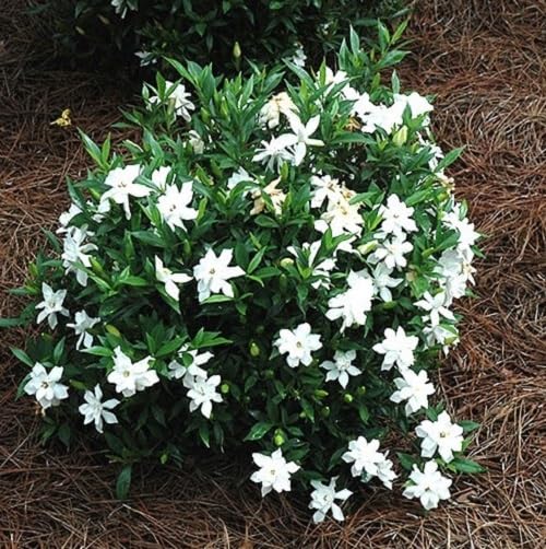 Frost Proof Gardenia 2 Gallon Pot Live Plant I89683