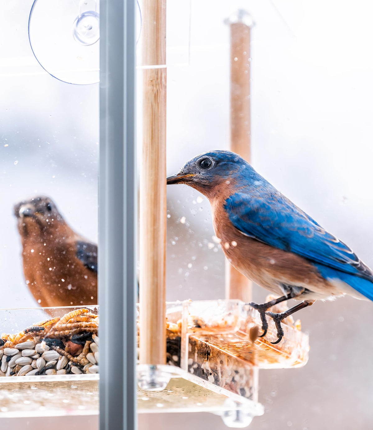 Fruit & Nut Bird Seed 20 lb R890596