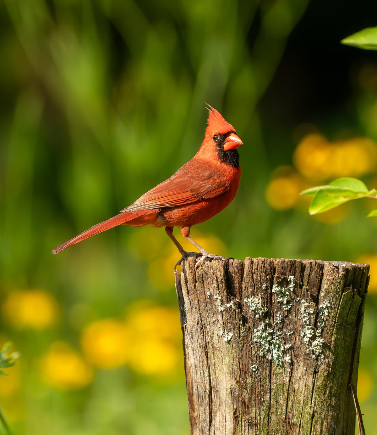 Fruit & Nut Bird Seed 20 lb R890596